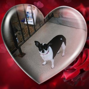 Meet your Posher, Louise